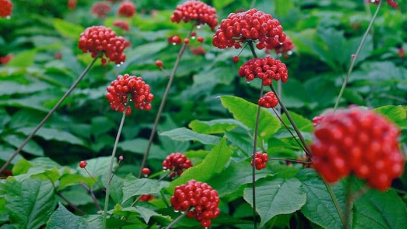 Dễ xây combo và trưng bày theo mùa vụ